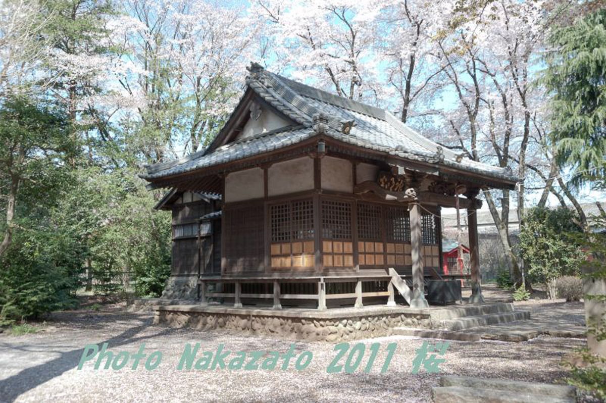 神明社の桜